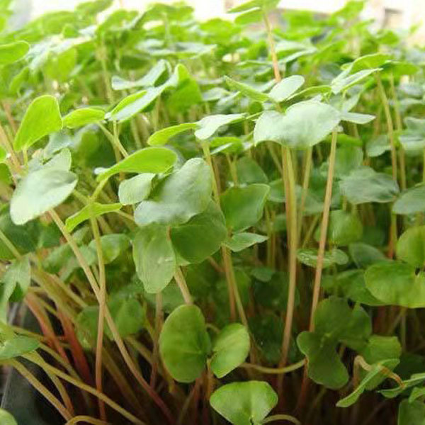 Buckwheat sprouting seeds 1kg