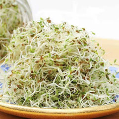 Alfalfa sprouting seeds 1kg