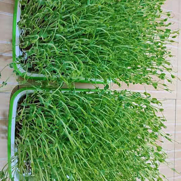Green pea sprouting seeds 1kg