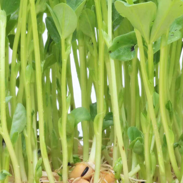 Broad bean sprouting seeds 1kg