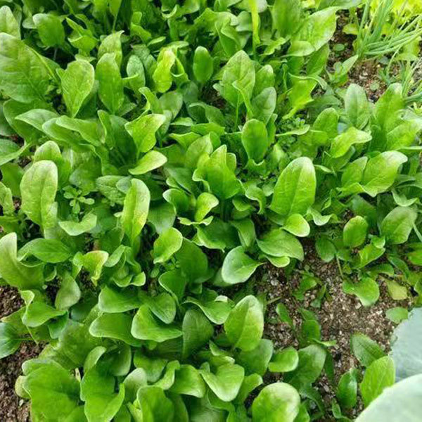 spinach sprouting seeds 1kg