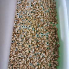 Wheat sprouting seeds 1kg