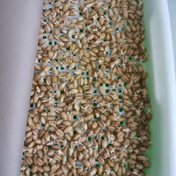 Wheat sprouting seeds 1kg