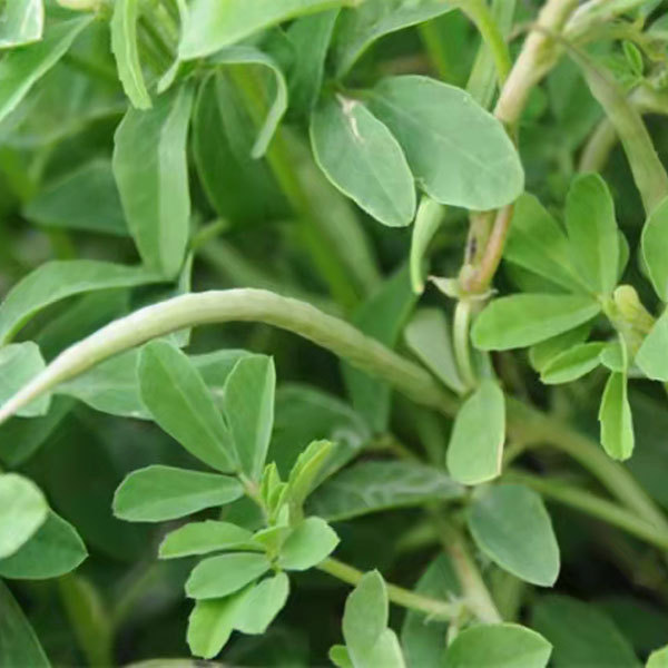 Vanilla sprouting seeds 1kg