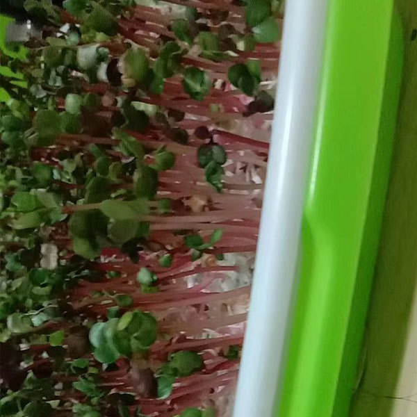 Red radish sprouting seeds 1kg