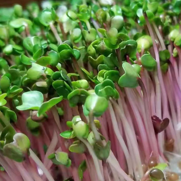 Red radish sprouting seeds 1kg