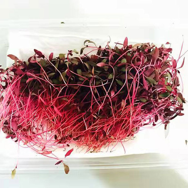 Red amaranth sprouting seeds 1kg