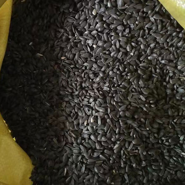 Oil sunflower sprouting seeds 1kg