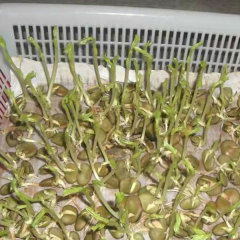 Broad bean sprouting seeds 1kg