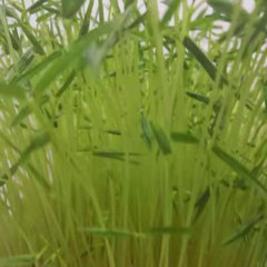 Climbing bean sprouting seeds 1kg