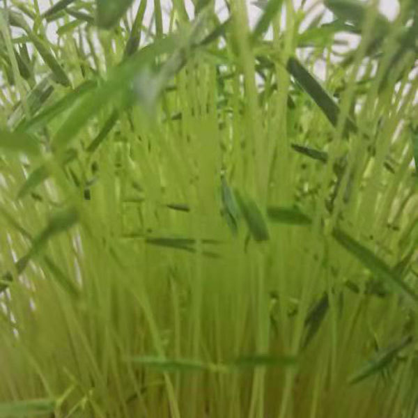 Climbing bean sprouting seeds 1kg