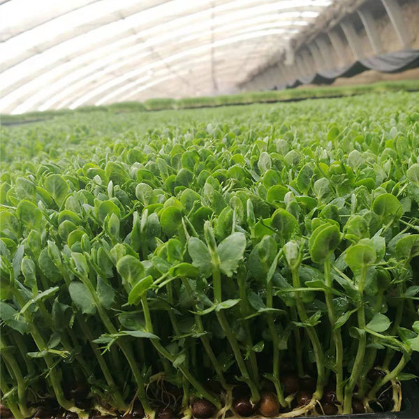 Grey pea sprouting seeds 1kg