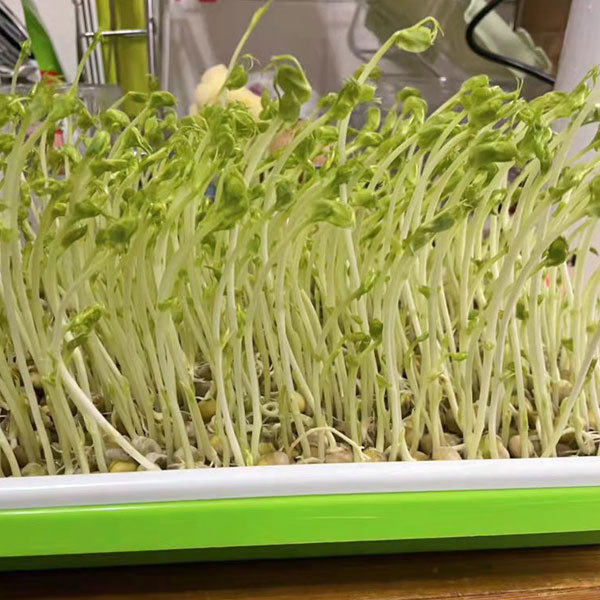 Green pea sprouting seeds 1kg