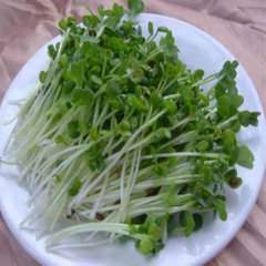 White radish sprouting seeds 1kg