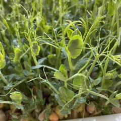 White pea sprouting seeds 1kg