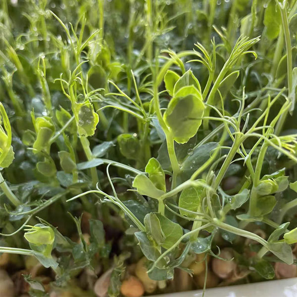 White pea sprouting seeds 1kg
