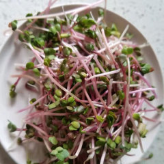 Red radish sprouting seeds 1kg