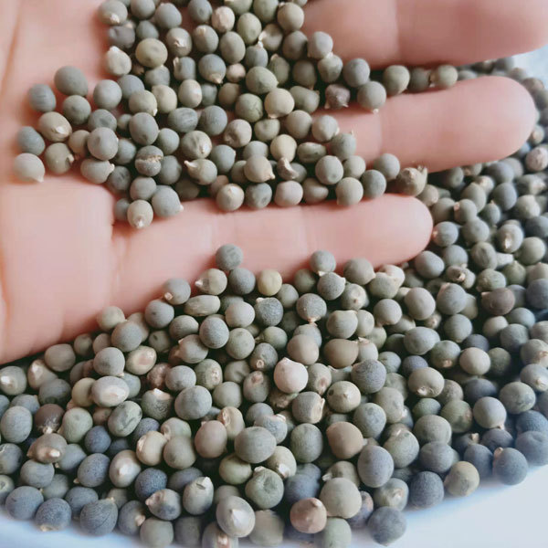 Okra sprouting seeds 1kg