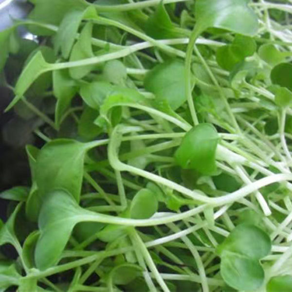 Pakchoi sprouting seeds 1kg