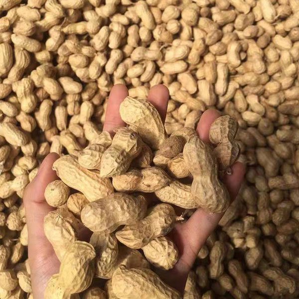 Peanut sprouting seeds 1kg