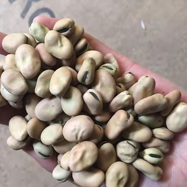 Broad bean sprouting seeds 1kg