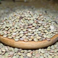 Hyacinth bean sprouting seeds 1kg