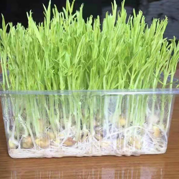 Pine willow sprouting seeds 1kg