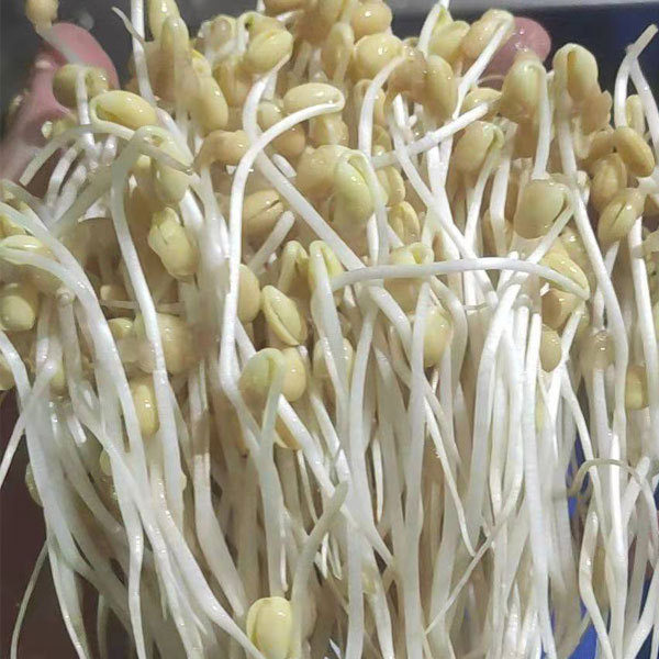 Soybean sprouting seeds 1kg