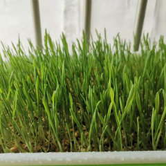 Wheat sprouting seeds 1kg