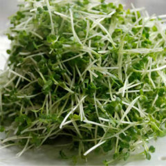 chinese little green sprouting seeds 1kg