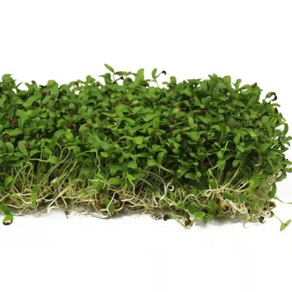 Perilla sprouting seeds 1kg