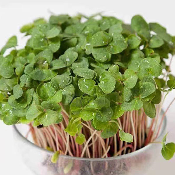 Buckwheat sprouting seeds 1kg