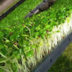 Toona sinensis sprouting seeds 1kg