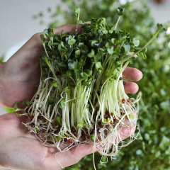 White radish sprouting seeds 1kg