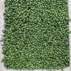 Black bean sprouting seeds 1kg