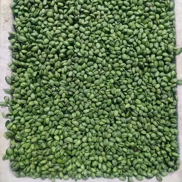 Black bean sprouting seeds 1kg