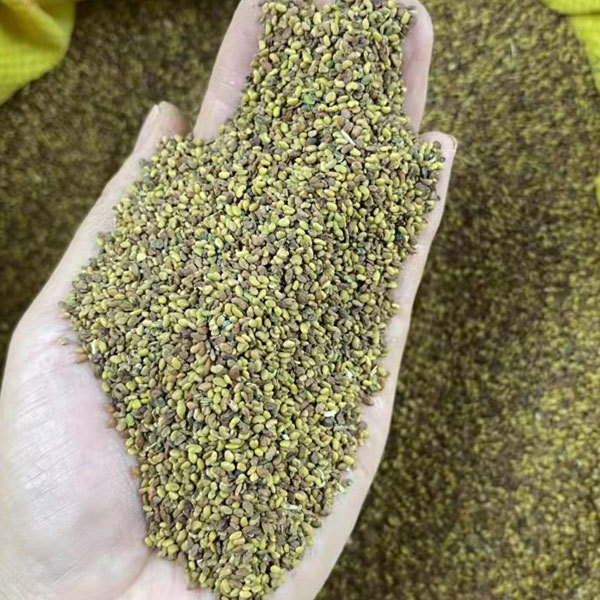 Alfalfa sprouting seeds 1kg