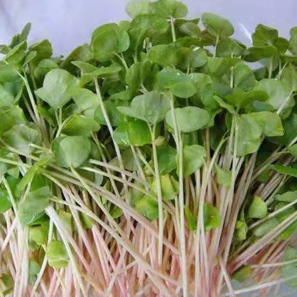 Buckwheat sprouting seeds 1kg