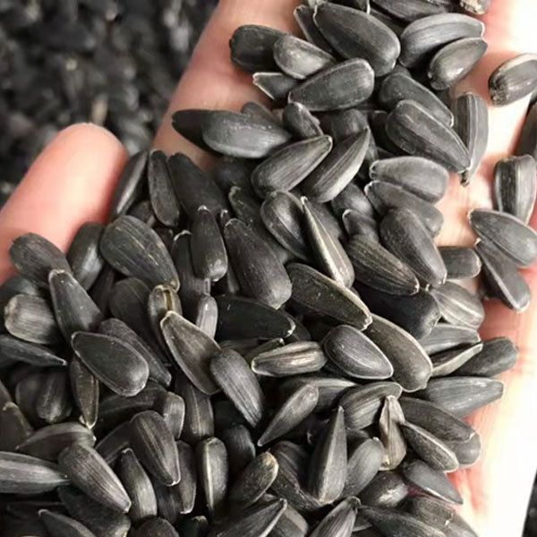 Oil sunflower sprouting seeds 1kg
