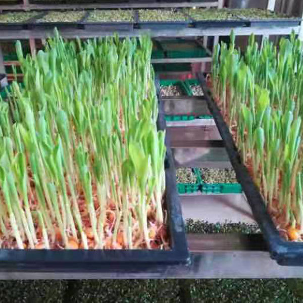 Corn sprouting seeds 1kg