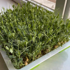 White pea sprouting seeds 1kg