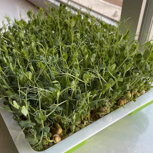 White pea sprouting seeds 1kg