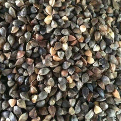 Buckwheat sprouting seeds 1kg