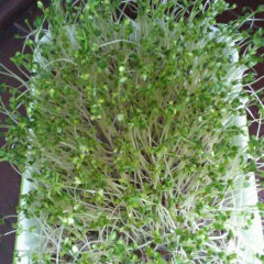 Alfalfa sprouting seeds 1kg