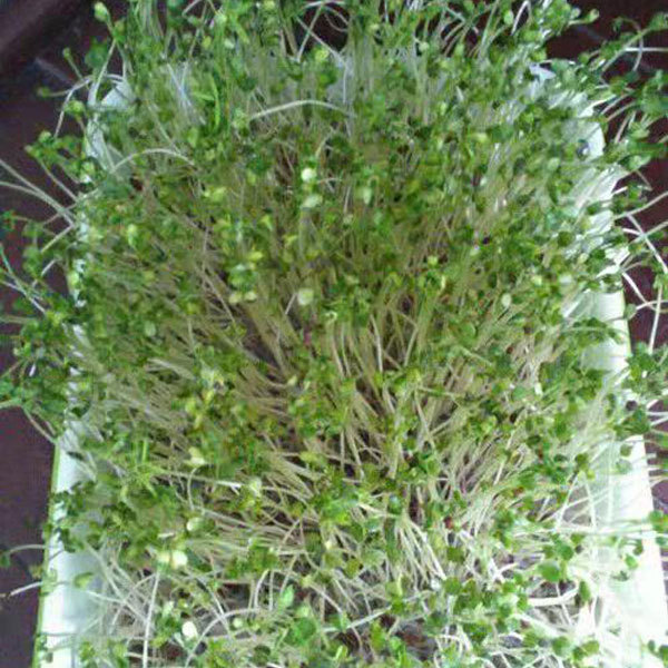 Alfalfa sprouting seeds 1kg