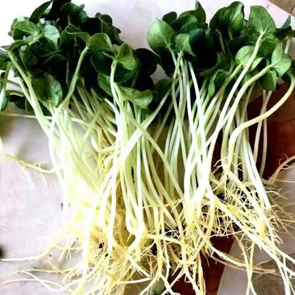 Okra sprouting seeds 1kg