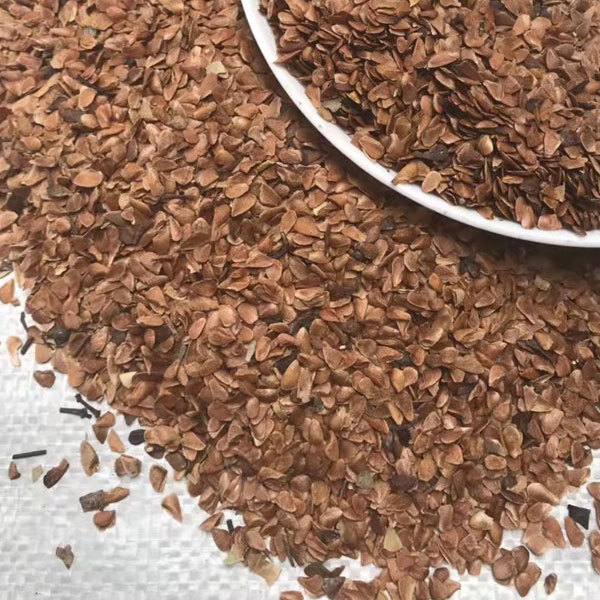 Toona sinensis sprouting seeds 1kg