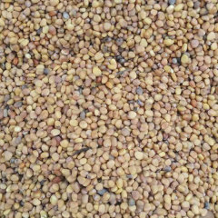 Red radish sprouting seeds 1kg