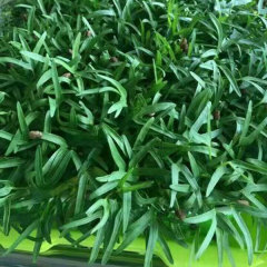 Water spinach sprouting seeds 1kg