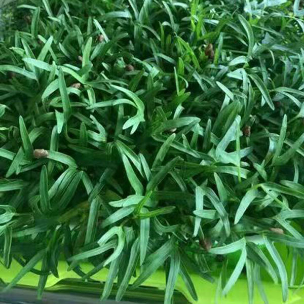 Water spinach sprouting seeds 1kg
